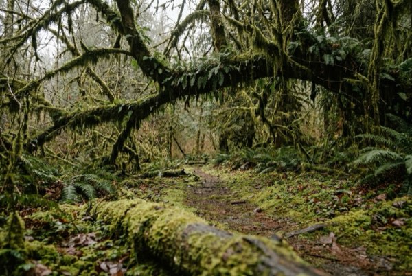 A mossy trail through temperate rain forest, ferns and moss-draped branches